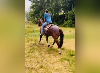 American Quarter Horse, Castrone, 8 Anni, 150 cm, Sauro ciliegia