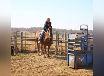 American Quarter Horse, Castrone, 8 Anni, 150 cm, Sauro ciliegia