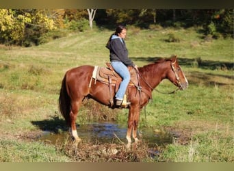 American Quarter Horse, Castrone, 8 Anni, 150 cm, Sauro ciliegia