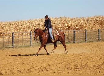 American Quarter Horse, Castrone, 8 Anni, 150 cm, Sauro ciliegia