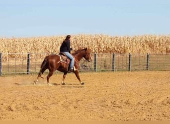 American Quarter Horse, Castrone, 8 Anni, 150 cm, Sauro ciliegia