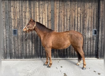 American Quarter Horse, Castrone, 8 Anni, 150 cm, Sauro scuro