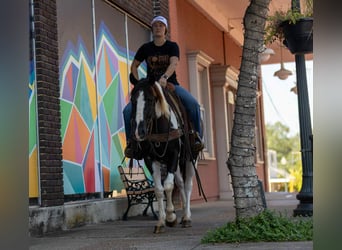 American Quarter Horse, Castrone, 8 Anni, 150 cm, Tobiano-tutti i colori