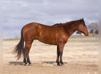 American Quarter Horse, Castrone, 8 Anni, 152 cm, Baio ciliegia