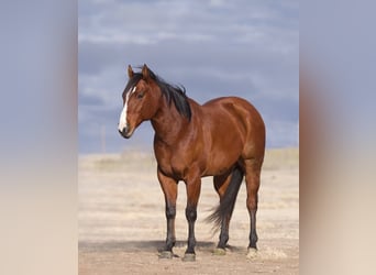 American Quarter Horse, Castrone, 8 Anni, 152 cm, Baio ciliegia