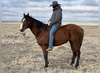 American Quarter Horse, Castrone, 8 Anni, 152 cm, Baio ciliegia