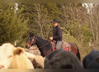 American Quarter Horse, Castrone, 8 Anni, 152 cm, Baio ciliegia