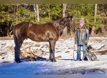 American Quarter Horse, Castrone, 8 Anni, 152 cm, Baio ciliegia