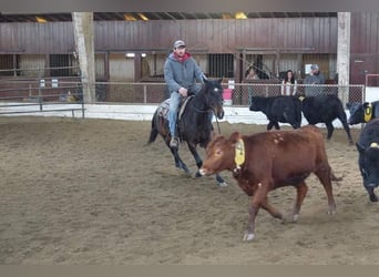 American Quarter Horse, Castrone, 8 Anni, 152 cm, Baio ciliegia