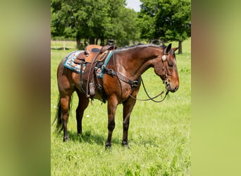 American Quarter Horse, Castrone, 8 Anni, 152 cm, Baio roano