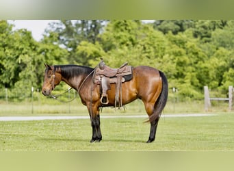 American Quarter Horse, Castrone, 8 Anni, 152 cm, Baio roano