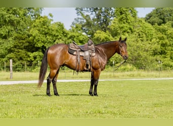 American Quarter Horse, Castrone, 8 Anni, 152 cm, Baio roano