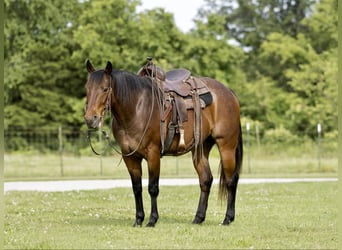 American Quarter Horse, Castrone, 8 Anni, 152 cm, Baio roano