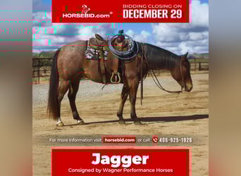 American Quarter Horse, Castrone, 8 Anni, 152 cm, Baio roano