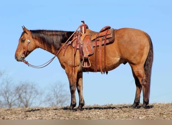American Quarter Horse, Castrone, 8 Anni, 152 cm, Falbo