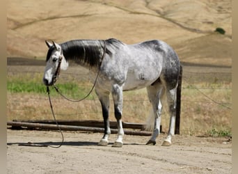 American Quarter Horse, Castrone, 8 Anni, 152 cm, Grigio pezzato