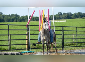 American Quarter Horse, Castrone, 8 Anni, 152 cm, Grigio