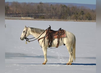 American Quarter Horse, Castrone, 8 Anni, 152 cm, Grigio