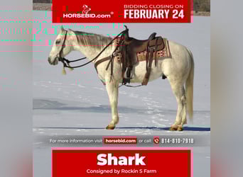 American Quarter Horse, Castrone, 8 Anni, 152 cm, Grigio