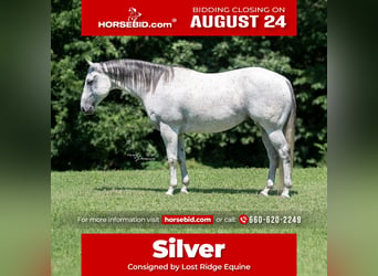 American Quarter Horse, Castrone, 8 Anni, 152 cm, Grigio