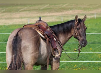American Quarter Horse, Castrone, 8 Anni, 152 cm, Grullo