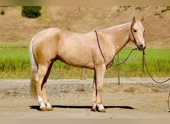 American Quarter Horse, Castrone, 8 Anni, 152 cm, Palomino