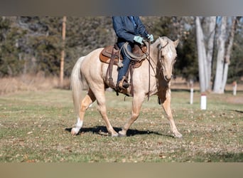 American Quarter Horse, Castrone, 8 Anni, 152 cm, Palomino