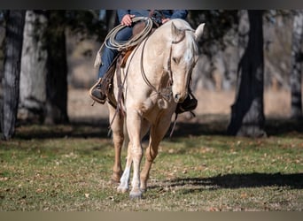 American Quarter Horse, Castrone, 8 Anni, 152 cm, Palomino