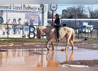 American Quarter Horse, Castrone, 8 Anni, 152 cm, Palomino