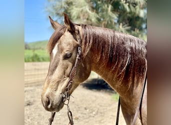 American Quarter Horse, Castrone, 8 Anni, 152 cm, Pelle di daino
