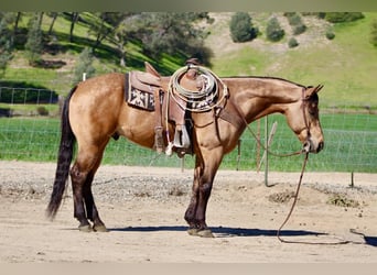 American Quarter Horse, Castrone, 8 Anni, 152 cm, Pelle di daino