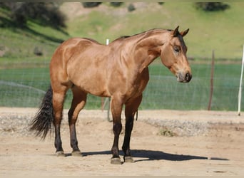 American Quarter Horse, Castrone, 8 Anni, 152 cm, Pelle di daino