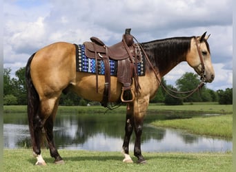 American Quarter Horse, Castrone, 8 Anni, 152 cm, Pelle di daino