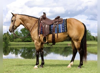 American Quarter Horse, Castrone, 8 Anni, 152 cm, Pelle di daino