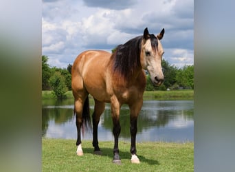 American Quarter Horse, Castrone, 8 Anni, 152 cm, Pelle di daino