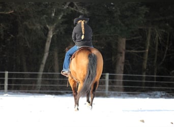 American Quarter Horse, Castrone, 8 Anni, 152 cm, Pelle di daino