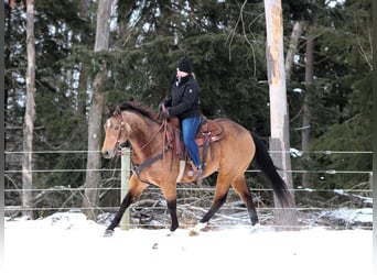 American Quarter Horse, Castrone, 8 Anni, 152 cm, Pelle di daino