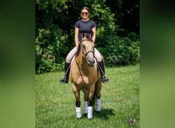American Quarter Horse, Castrone, 8 Anni, 152 cm, Pelle di daino