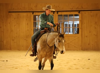 American Quarter Horse, Castrone, 8 Anni, 152 cm, Pelle di daino