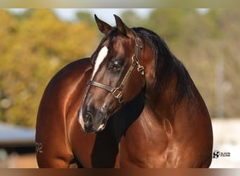 American Quarter Horse, Castrone, 8 Anni, 152 cm