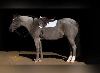 American Quarter Horse, Castrone, 8 Anni, 152 cm, Roano blu