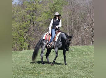 American Quarter Horse, Castrone, 8 Anni, 152 cm, Roano blu