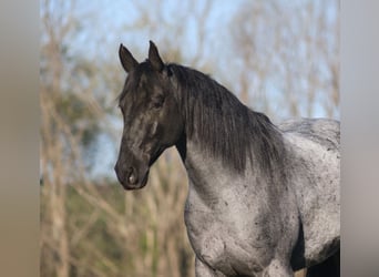 American Quarter Horse, Castrone, 8 Anni, 152 cm, Roano blu