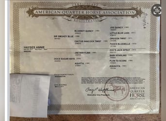 American Quarter Horse, Castrone, 8 Anni, 152 cm, Roano rosso