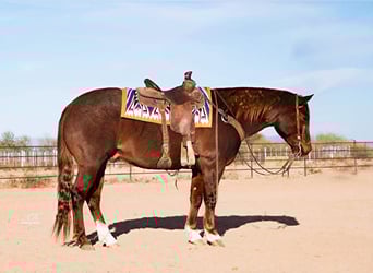 American Quarter Horse, Castrone, 8 Anni, 152 cm, Roano rosso