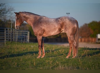 American Quarter Horse, Castrone, 8 Anni, 152 cm, Roano rosso