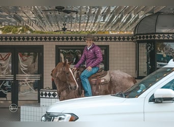 American Quarter Horse, Castrone, 8 Anni, 152 cm, Roano rosso