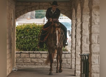 American Quarter Horse, Castrone, 8 Anni, 152 cm, Roano rosso