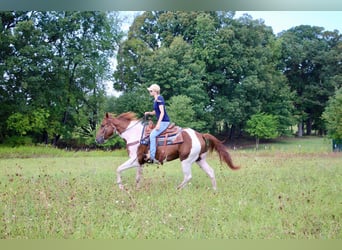 American Quarter Horse, Castrone, 8 Anni, 152 cm, Sauro ciliegia