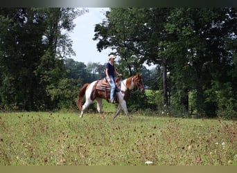 American Quarter Horse, Castrone, 8 Anni, 152 cm, Sauro ciliegia